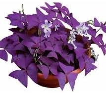 Premium Oxalis Triangularis Flower seeds for Planting Bright Blooms, Heirloom & GMO Free Seeds for Home Garden seeds