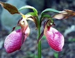 Heirloom Lady's Slipper Orchid Flower seeds for Planting Bright Blooms Heirloom & GMO Free Seeds for Home Garden 
 
 Sale for planting in home garden
