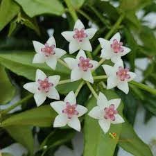 Hoya Bella Flower seeds for Planting Shade Tolerant, Heirloom & GMO Free Seeds for Home Garden seeds for planting
