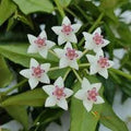 Hoya Bella Flower seeds for Planting Shade Tolerant, Heirloom & GMO Free Seeds for Home Garden seeds for planting
