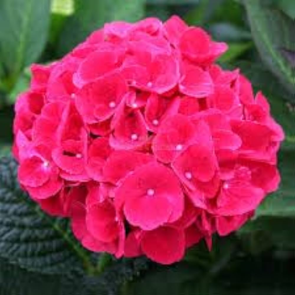 Premium Red Baron Hydrangea Flower seeds for Planting Premium Quality, Heirloom & GMO Free Seeds for Home Garden seeds