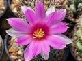 Mammillaria Flower seeds for Planting Easy to Grow, Heirloom & GMO Free Seeds for Home Garden seeds for planting
