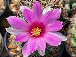 Mammillaria Flower seeds for Planting Easy to Grow, Heirloom & GMO Free Seeds for Home Garden seeds for planting