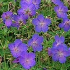 Cranesbill Geranium Flower seeds for Planting - Cut Flower Favorite, Heirloom & GMO Free Seeds for Home Garden
 
 Sale seeds for home garden