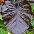 Leaf Alocasia Flower seeds for Planting Vibrant Colors, Heirloom & GMO Free Seeds for Home Garden seeds for planting