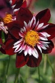 Night Butterfly Dahlia Flower seeds for Planting Shade Tolerant, Heirloom & GMO Free Seeds for Home Garden seeds for planting
