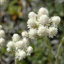 Pussytoes Flower seeds for Planting Hardy Variety Heirloom & GMO Free Seeds for Home Garden 
 
 Sale for planting in home garden