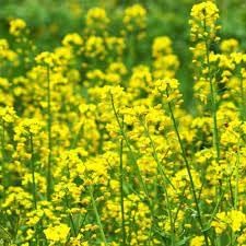 Rapeseed Flower seeds for Planting Sun Loving, Heirloom & GMO Free Seeds for Home Garden seeds for planting
