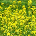 Rapeseed Flower seeds for Planting Sun Loving, Heirloom & GMO Free Seeds for Home Garden seeds for planting