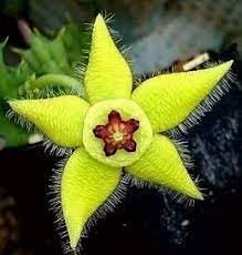Stapelia Flower seeds for Planting Hardy Variety Heirloom & GMO Free Seeds for Home Garden seeds for planting