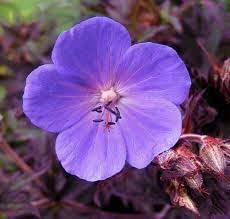 Heirloom Geranium Pratense Flower seeds for Planting Bright Blooms Heirloom & GMO Free Seeds for Home Garden 
 
 Sale for planting in home garden