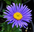 Aster Alpin Flower seeds for Planting Garden Favorite, Heirloom & GMO Free Seeds for Home Garden seeds for planting