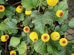 Acmella Flower seeds for Planting Garden Favorite Heirloom & GMO Free Seeds for Home Garden 
 
 Sale for planting in home garden