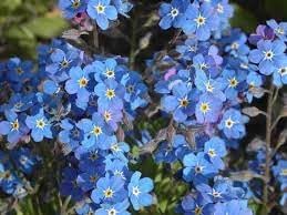 Premium Myosotis Flower seeds for Planting Colorful Display, Heirloom & GMO Free Seeds for Home Garden seeds