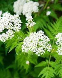 Cicely Flower seeds for Planting Vibrant Colors, Heirloom & GMO Free Seeds for Home Garden seeds for planting