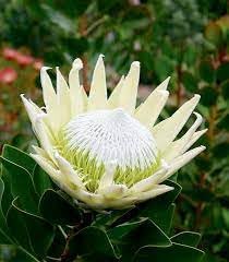 Protea Flower seeds for Planting Low Maintenance Heirloom & GMO Free Seeds for Home Garden 
 
 Sale for planting in home garden