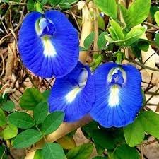 Clitoria Ternatea Flower seeds for Planting Sun Loving, Heirloom & GMO Free Seeds for Home Garden seeds for planting