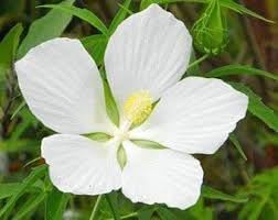 Heirloom Texas Star Hibiscus Flower seeds for Planting Cottage Garden Essential Heirloom & GMO Free Seeds for Home Garden 
 
 Sale for planting in home garden