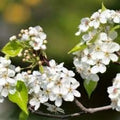 White Calleryana Flower seeds for Planting Cut Flower Favorite, Heirloom & GMO Free Seeds for Home Garden seeds for planting