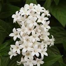 Pelleted (Pelleted Flower) seeds for planting in home garden