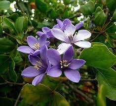 Lignum Flower seeds for Planting Low Maintenance, Heirloom & GMO Free Seeds for Home Garden seeds for planting