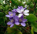 Lignum Flower seeds for Planting Low Maintenance, Heirloom & GMO Free Seeds for Home Garden seeds for planting