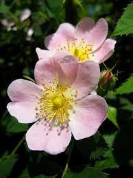 Rosa Laxa Flower seeds for Planting Shade Tolerant Heirloom & GMO Free Seeds for Home Garden 
 
 Sale for planting in home garden