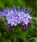 Fiddleneck Flower seeds for Planting Hardy Variety, Heirloom & GMO Free Seeds for Home Garden seeds for planting