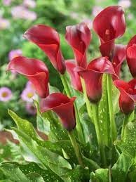 Zantedeschia Aethiopica Planting Seeds Generic For Grace