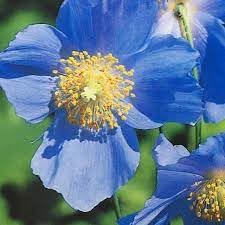 Meconopsis Flower seeds for Planting Vibrant Colors, Heirloom & GMO Free Seeds for Home Garden seeds for planting