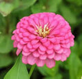 Zinnia Flower seeds for Planting Perfect for Borders, Heirloom & GMO Free Seeds for Home Garden seeds for planting