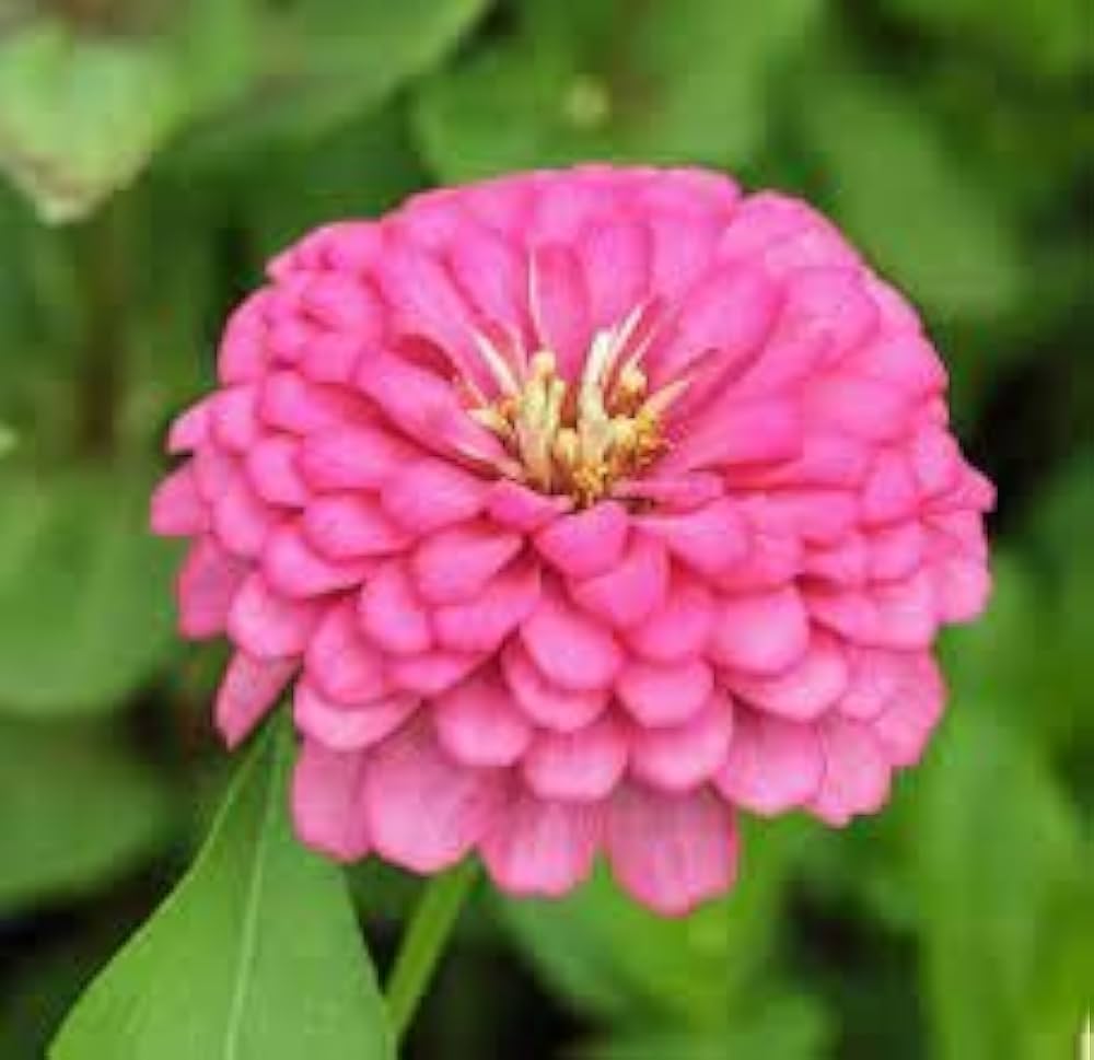 Zinnia Flower seeds for Planting Perfect for Borders, Heirloom & GMO Free Seeds for Home Garden seeds for planting