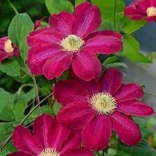 Clematis Flower seeds for Planting Garden Favorite Heirloom & GMO Free Seeds for Home Garden
