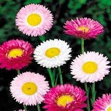 Paper Acroclinium Flower seeds for Planting Sun Loving, Heirloom & GMO Free Seeds for Home Garden seeds for planting