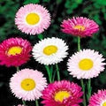 Paper Acroclinium Flower seeds for Planting Sun Loving, Heirloom & GMO Free Seeds for Home Garden seeds for planting