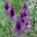 Purple Eryngo Flower seeds for Planting Easy to Grow, Heirloom & GMO Free Seeds for Home Garden seeds for planting