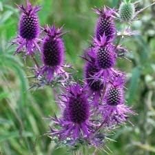 Purple Eryngo Flower seeds for Planting Easy to Grow, Heirloom & GMO Free Seeds for Home Garden seeds for planting