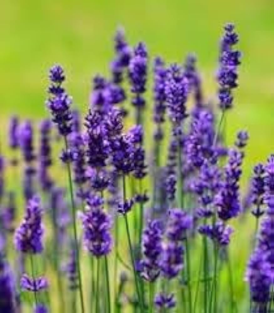 Premium Lavender Blue Flower seeds for Planting Vibrant Colors, Heirloom & GMO Free Seeds for Home Garden seeds