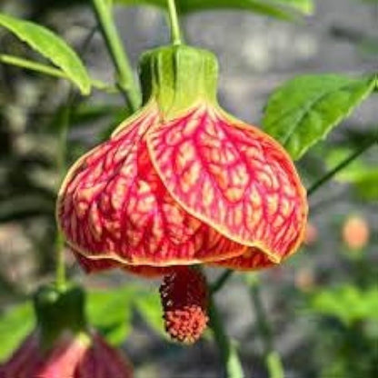 Abutilon Flower seeds for Planting Premium Quality Heirloom & GMO Free Seeds for Home Garden