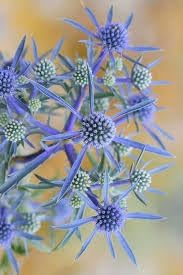 Eryngium Flower seeds for Planting Garden Favorite, Heirloom & GMO Free Seeds for Home Garden seeds for planting