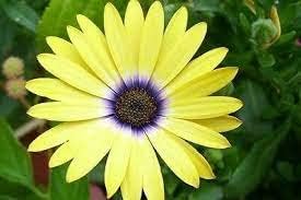 Yellow Osteospermum Flower seeds for Planting Bright Blooms, Heirloom & GMO Free Seeds for Home Garden seeds for planting