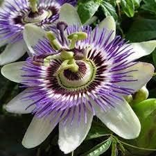 Passion Flower seeds for Planting Low Maintenance, Heirloom & GMO Free Seeds for Home Garden seeds for planting