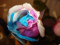 Gold Rose Flower seeds for Planting Wildflower Mix, Heirloom & GMO Free Seeds for Home Garden seeds for planting