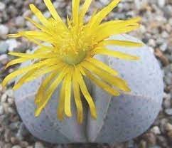 Dinteranthus (Dinteranthus Wilmotianus) seeds for planting in home garden
