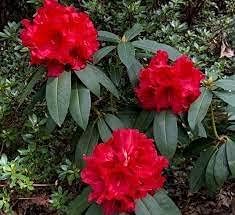 Red Rhododendron Flower seeds for Planting - Perfect for Borders, Heirloom & GMO Free Seeds for Home Garden
 
 Sale seeds for home garden