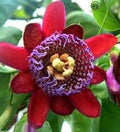 Riesengranadilla Flower seeds for Planting Garden Favorite, Heirloom & GMO Free Seeds for Home Garden seeds for planting