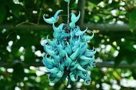 Jadewein Flower seeds for Planting Cut Flower Favorite, Heirloom & GMO Free Seeds for Home Garden seeds for planting