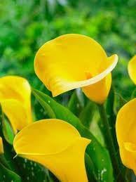 High quality Yellow Calla Flower seeds for Planting Garden Favorite, Heirloom & GMO Free Seeds for Home Garden seeds pack