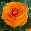 Camellia Orange Flower seeds for Planting Vibrant Colors, Heirloom & GMO Free Seeds for Home Garden seeds for planting