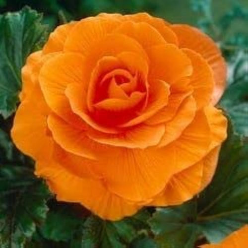Camellia Orange Flower seeds for Planting Vibrant Colors, Heirloom & GMO Free Seeds for Home Garden seeds for planting